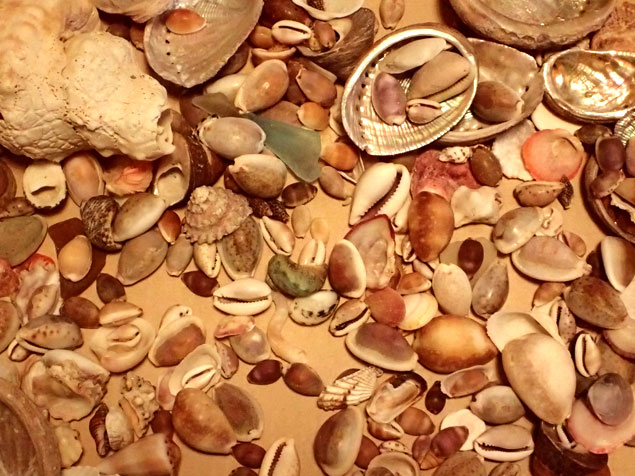 ビーチコーミングで拾った貝殻